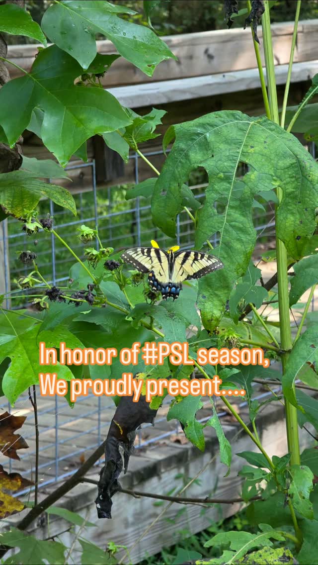 A swallowtail butterfly perched among leaves in The Learning Habitat garden